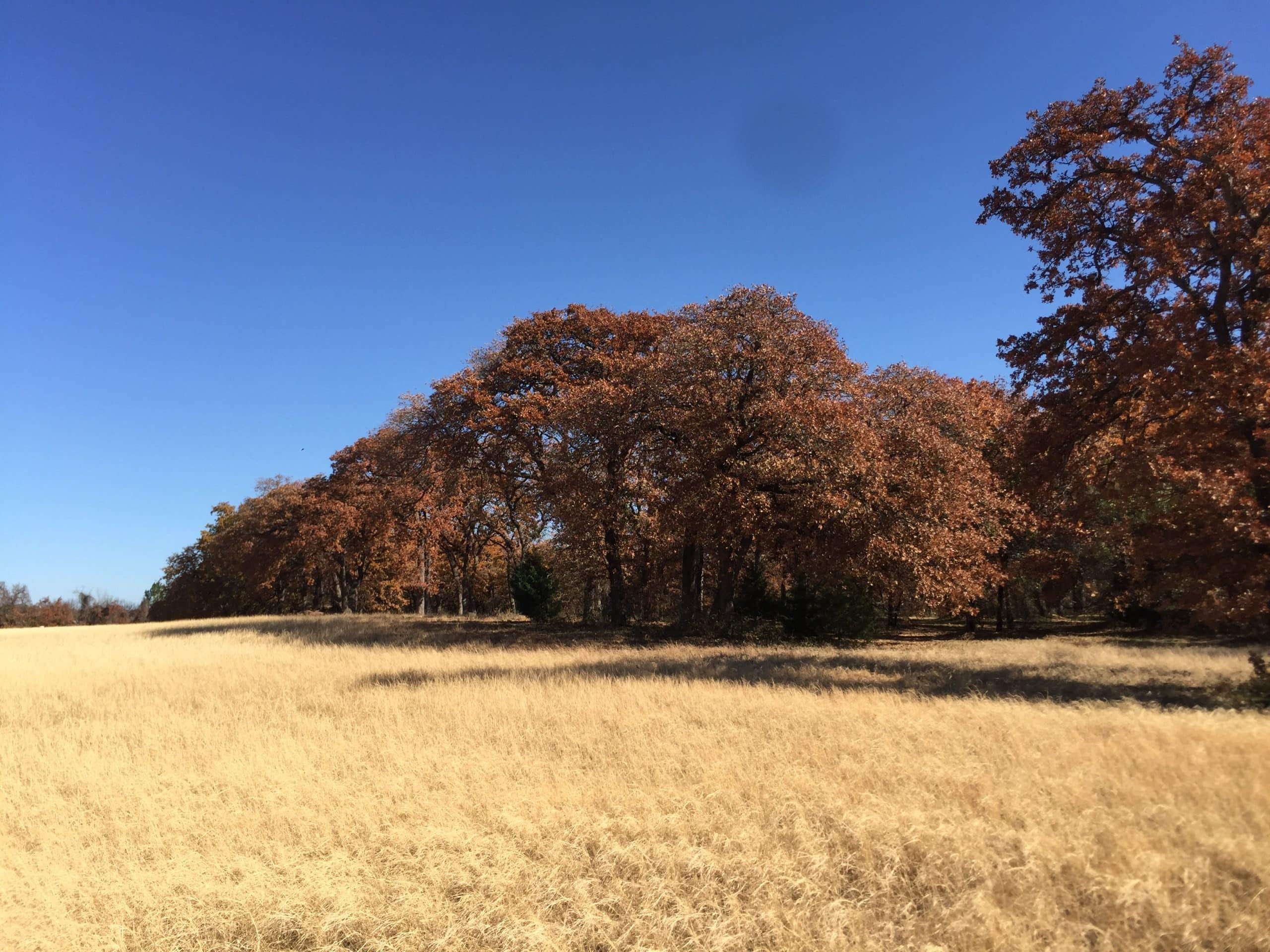 Autumn trees with colorful leaves in a grassy field near Hillsboro, Texas.