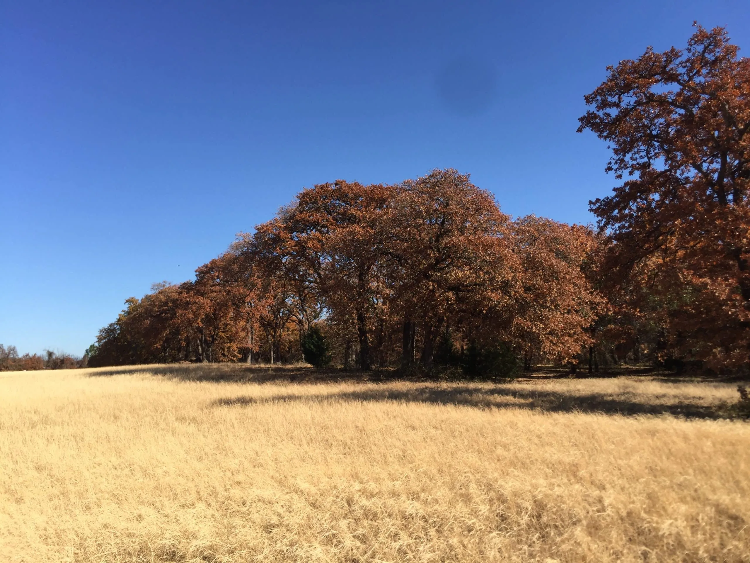 Autumn trees with colorful leaves in a grassy field near Hillsboro, Texas.