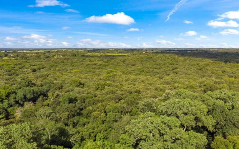 04 HCR 1307 3 mls 850x530 1 768x479