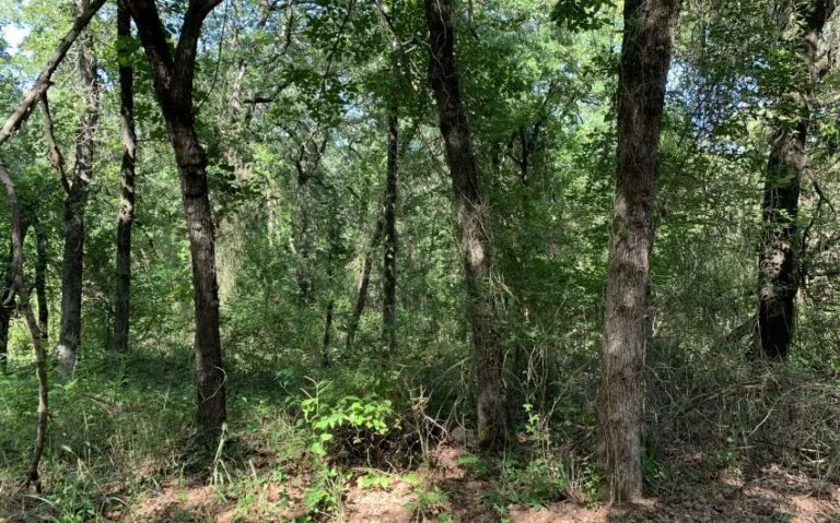 TBD HCR 1307 JUNGLE 850x530 1 1 768x479