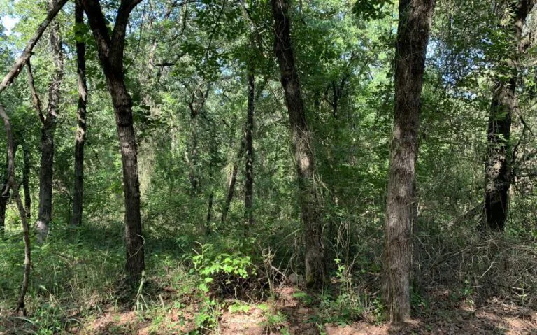 TBD HCR 1307 JUNGLE 850x530 1 768x479